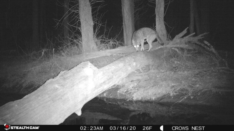 A coyote walks across a fallen tree over a stream at night.