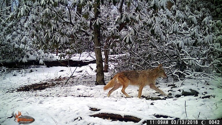 A cocyote moves across a snow covered forest.