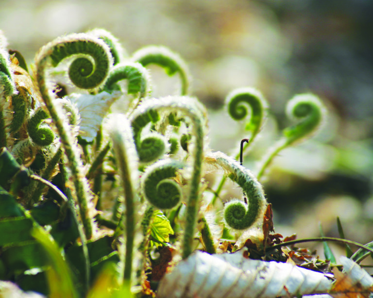 Small green fiddleheads of a fern, the plant's curled up fronds, are illuminated by bright light in the forest.