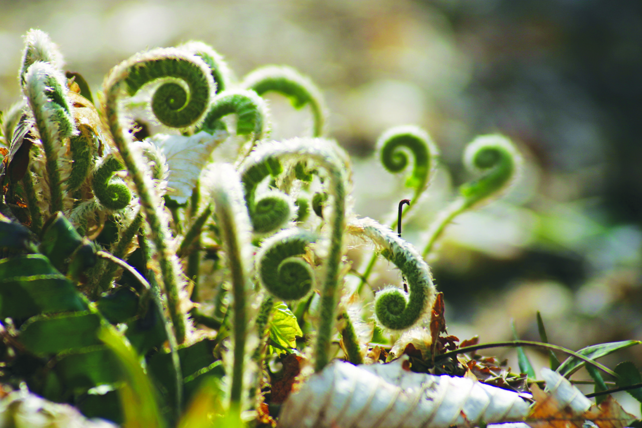 Small green fiddleheads of a fern, the plant's curled up fronds, are illuminated by bright light in the forest.