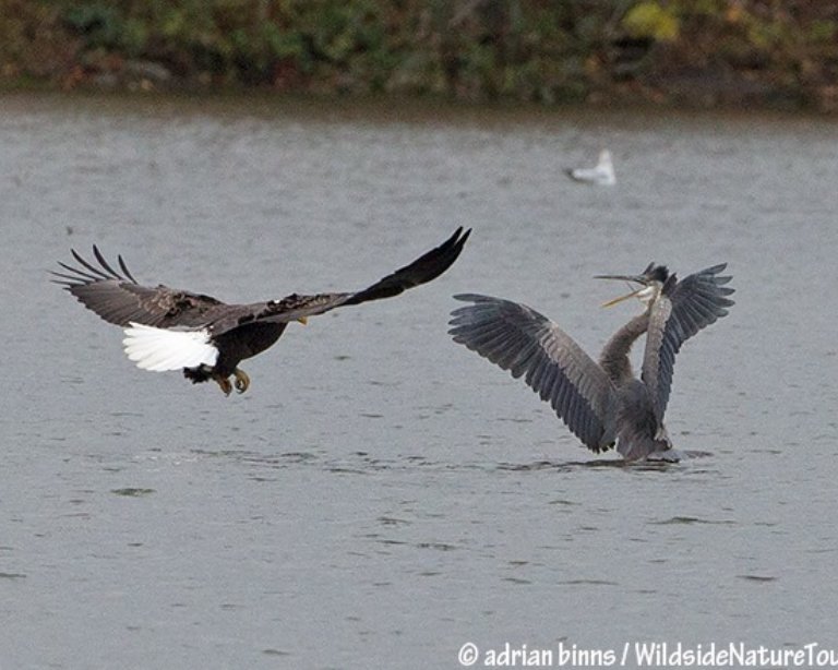 Bald Eagle and Great Blue Heron over the water.