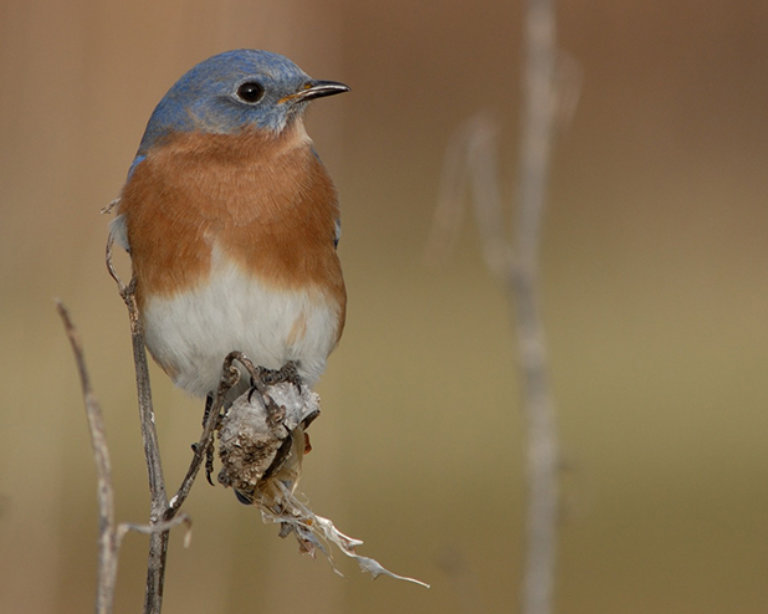 A bluebird perched on a tiny branch looking to the right.