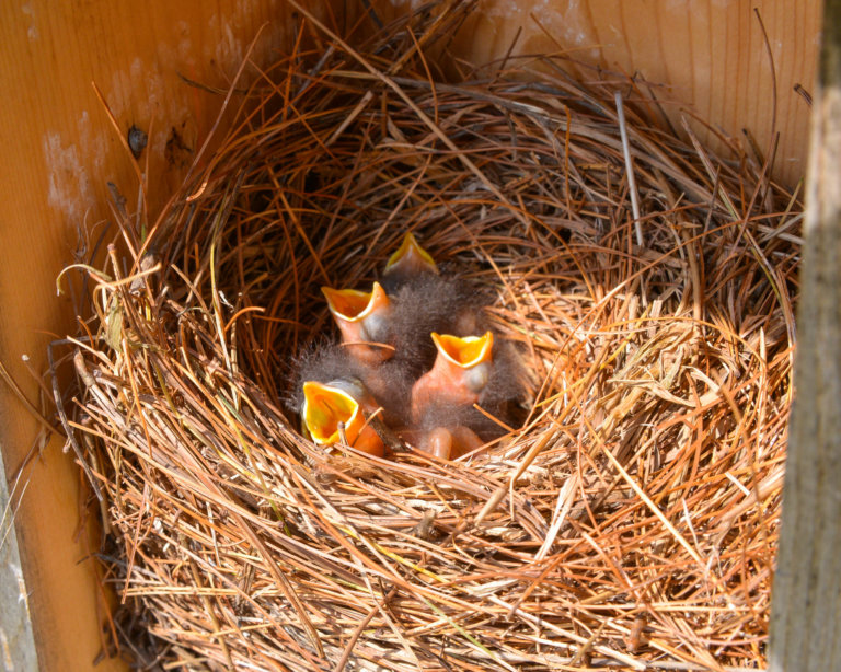 Baby bluebirds with open beaks inside a wooden nestbox