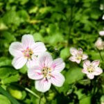 Spring beauties bloom against a background of green leaves.