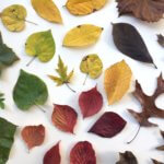 Autumn leaves arranged against a white background.
