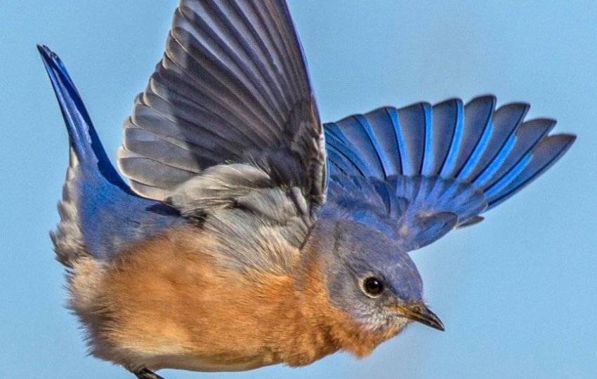 A side view of a bluebird standing on a metal post extending its wings.