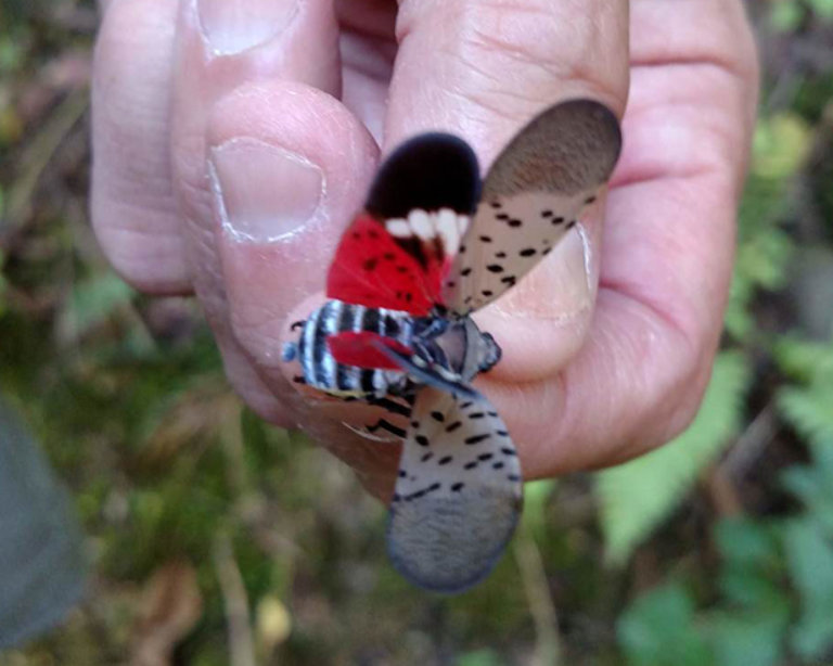 Close up of Spotted Lanternfly held in a persons hand.