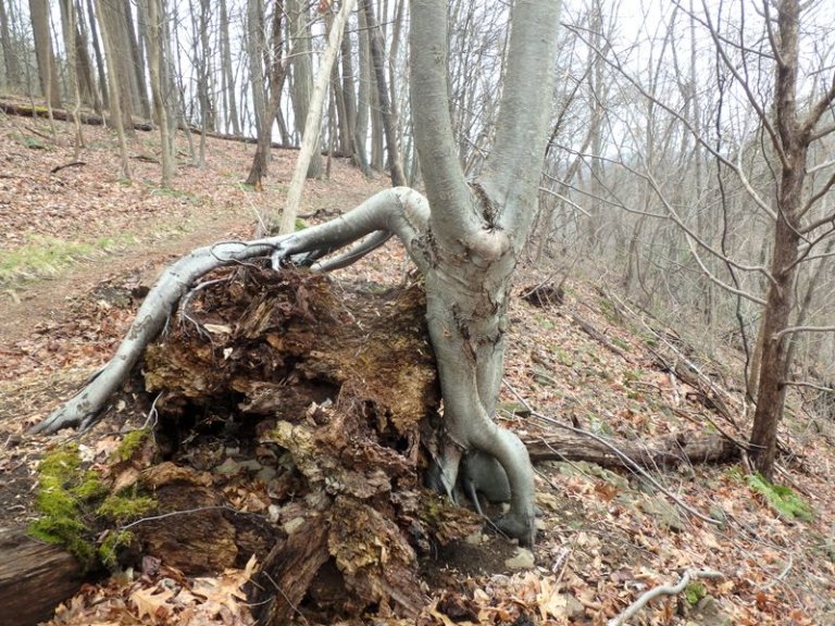 A twisting tree growing in a winter forest.