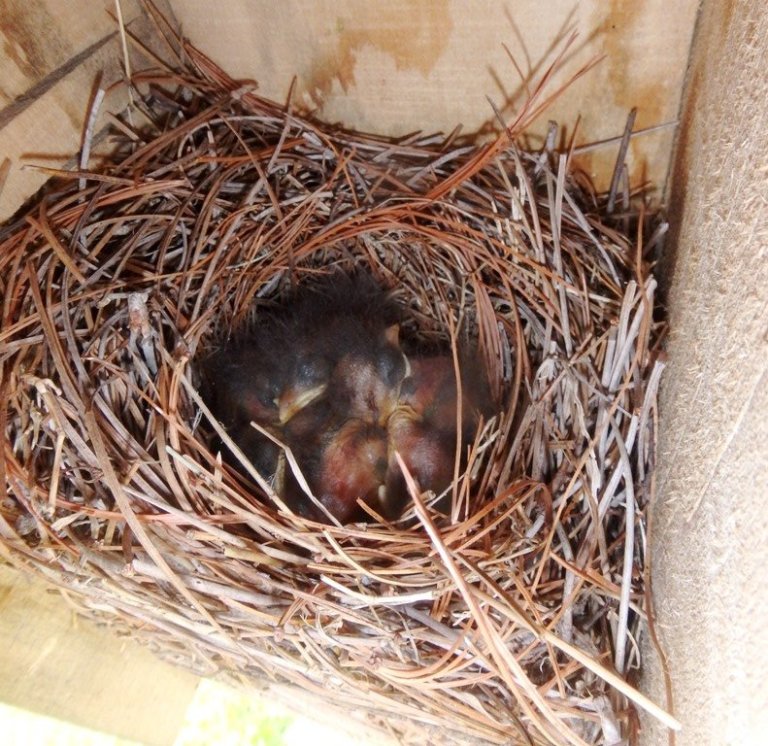 A nest with baby bluebirds inside a nest box