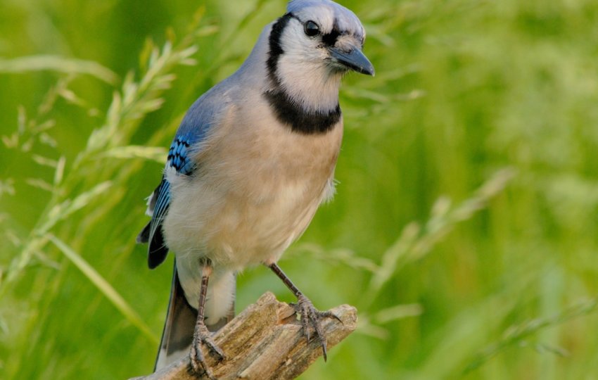 A Blue Jay perches on a branch in front of a green background.