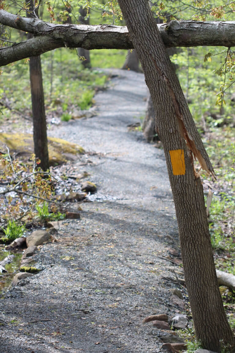 A gravel trail where a branch hitting a tree is hanging over a trail.