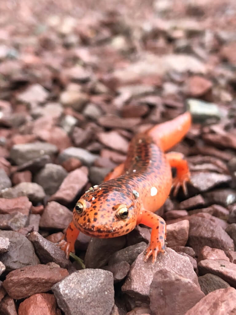 A red salamander crawling across stone gravel.