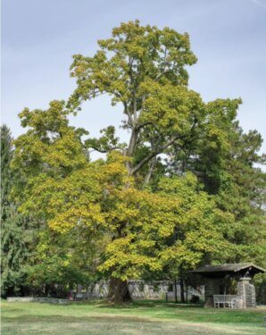 A large tree with green leaves over a feild with stone structures.