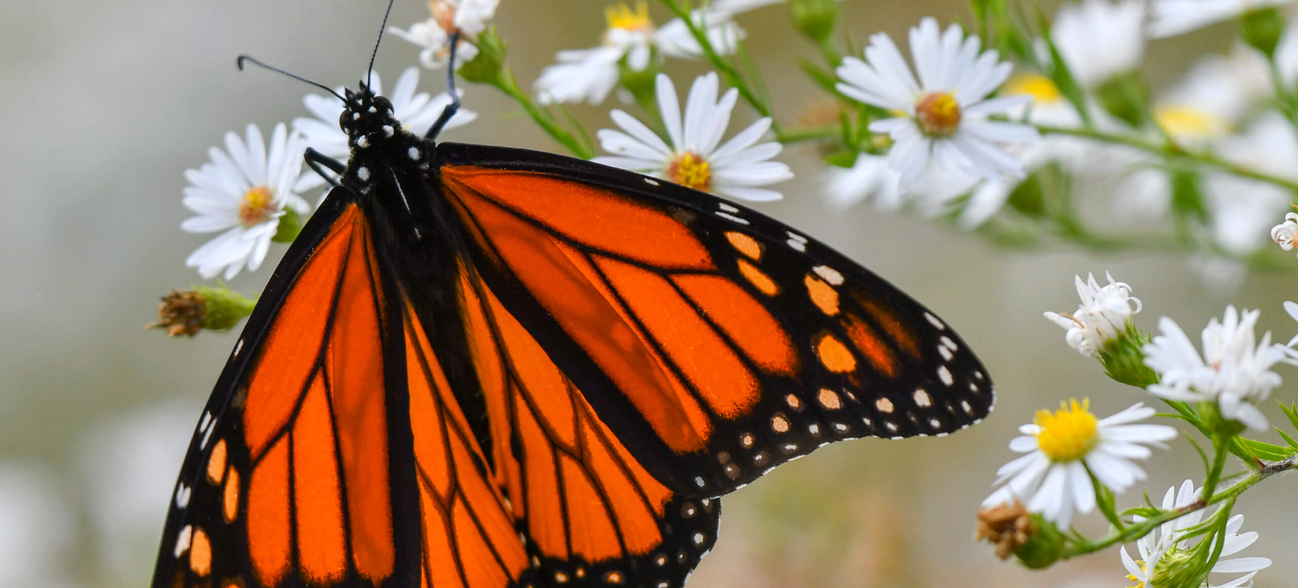A monarch butterfly perches on white wildflowers.