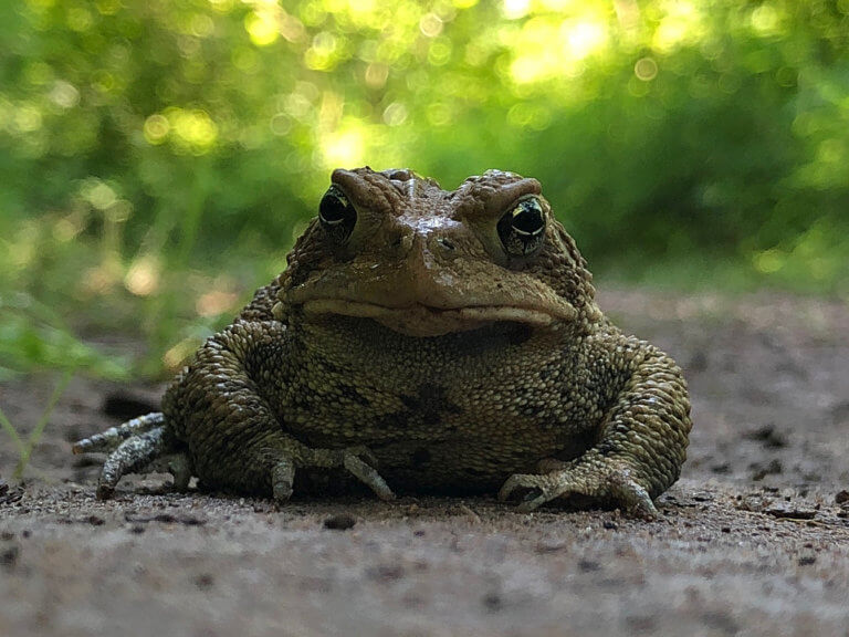 A toad looks at the camera on a dirt path
