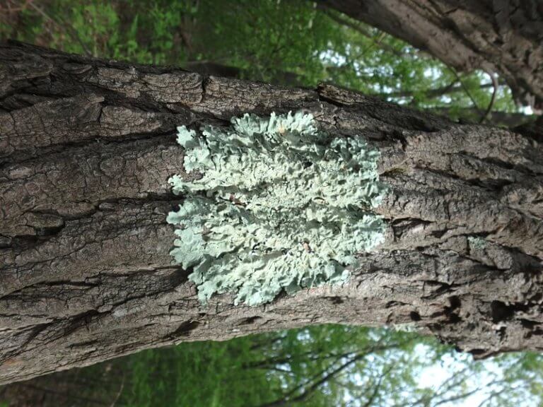 Close up of circular lichen growing on a tree trunk
