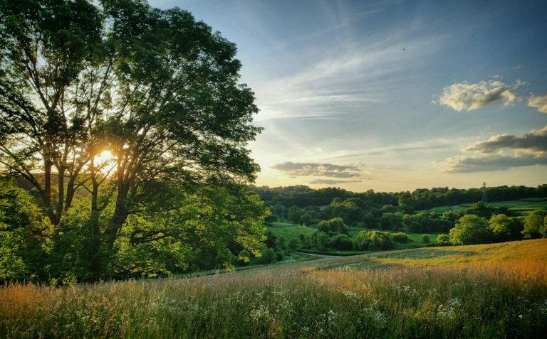 A natural summer landscape with a meadow and a large tree on the left side with sun shining through it's branches.