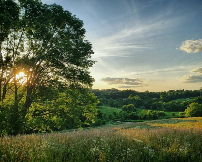 A natural summer landscape with a meadow and a large tree on the left side with sun shining through it's branches.