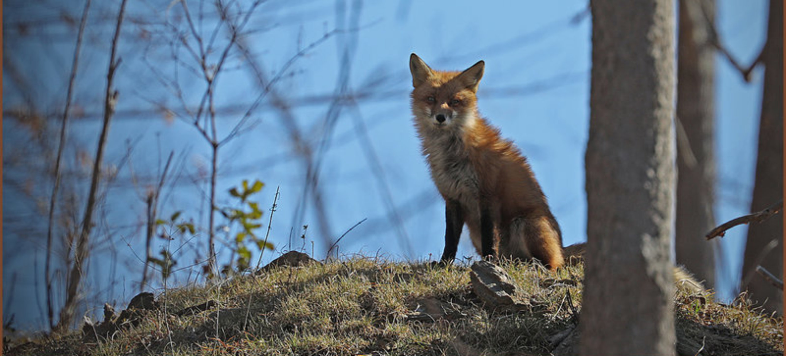 A fox on a grassy mound looks at the camera with it's back to a blue sky.