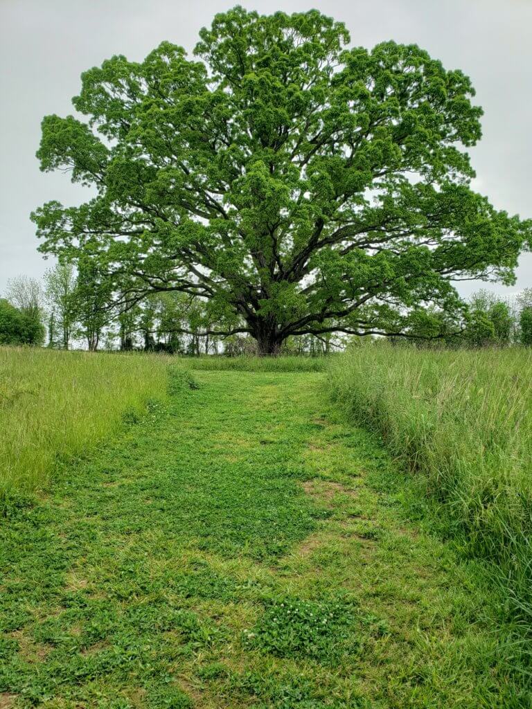 A large white oak tree with a grassy trail leading up to it stands in the middle of a green meadow.