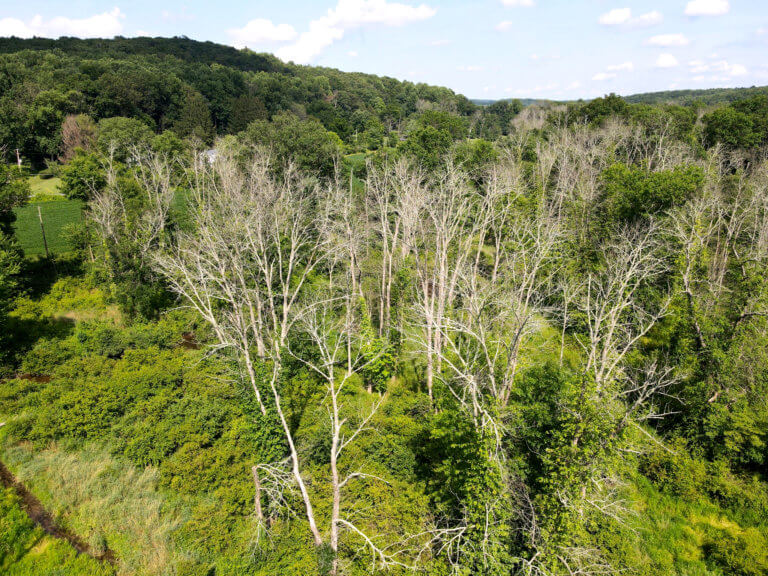 A landscape of green hills with dead trees among the green foliage.