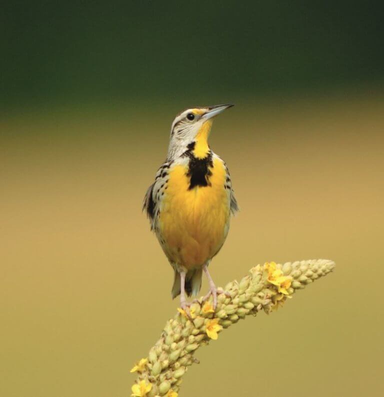 An Eastern Meadowlark perches on a stalk of yellow wildflowers.