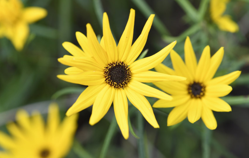 Close up on blooming yellow flowers.
