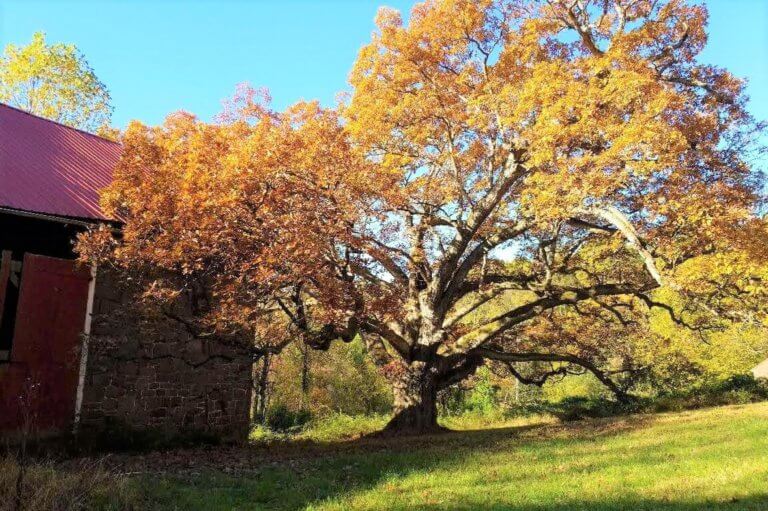 A large oak tree with autumn leaves next to a stone barn.