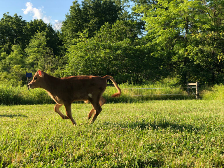 A brown calf runs across a green meadow.
