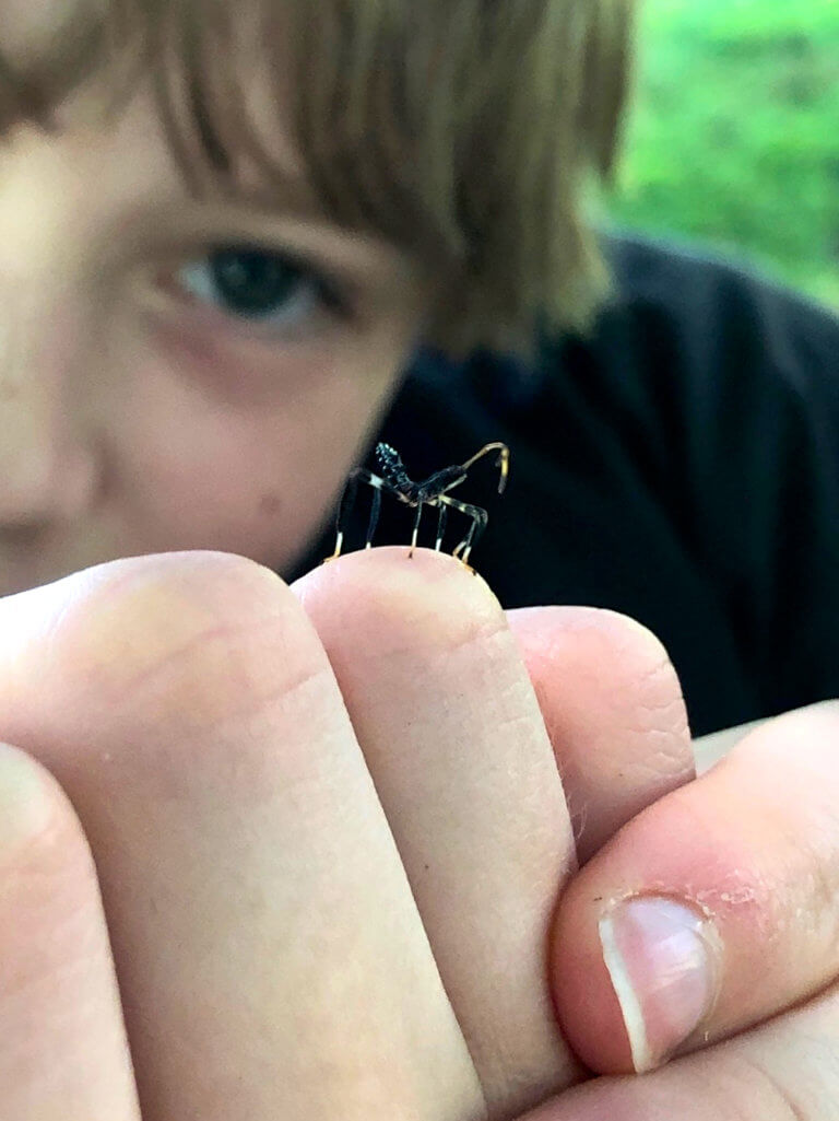 An insect is perched on a childs finger.