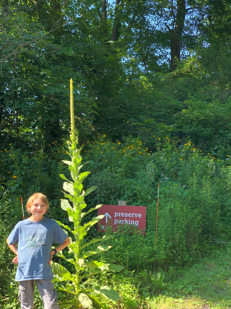 A child stands next to a tall plant near a sign that says preserve parking.