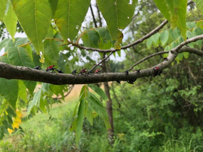 Spotted lanternflies crawling along a branch.