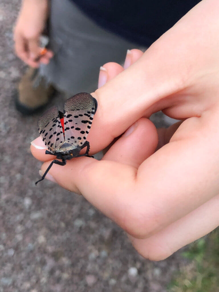Close of up of a spotted lanternfly held in someone's hand