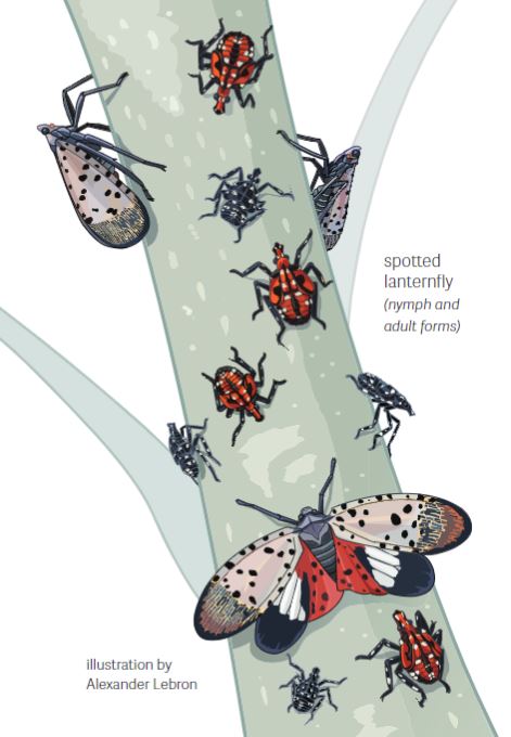 Spotted lanternfly illustration in different stages of development.