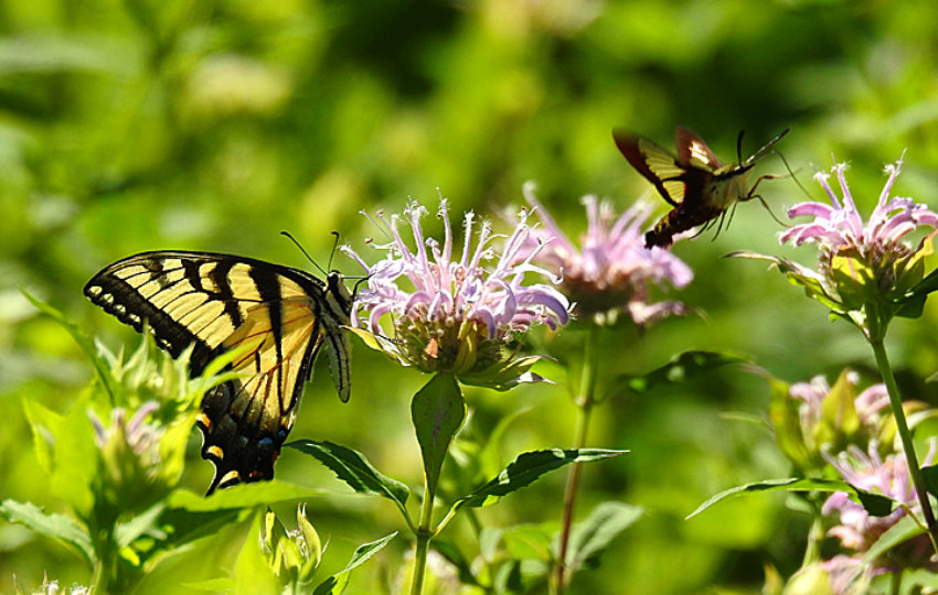 Close up of a yellow and black tiger swallowtail butterfly and a Eastern Tiger Swallowtail butterfly on purple flower
