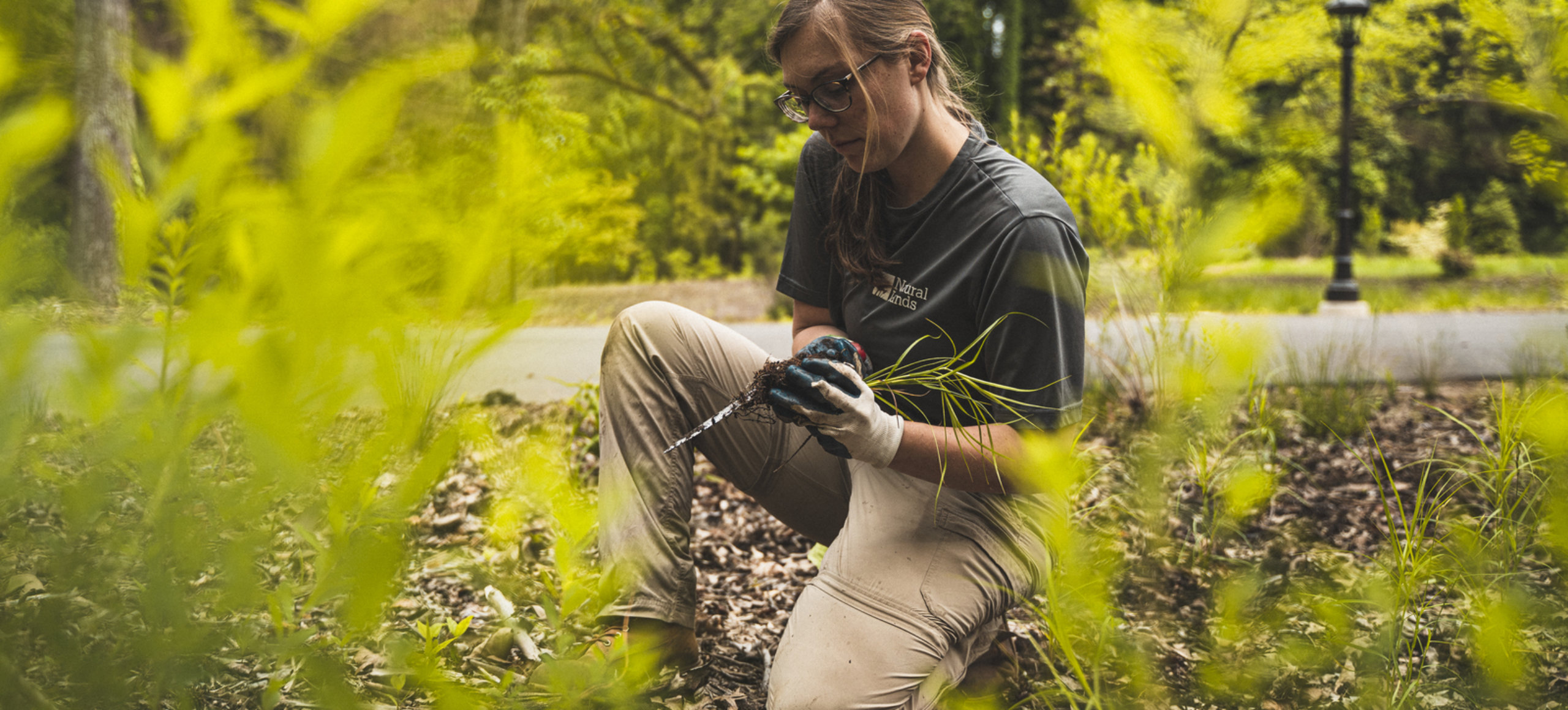 A person wearing a gray shirt and cargo pants kneels on one knee in a preserve while holding a plant and small stake in dirty, gloved hands.