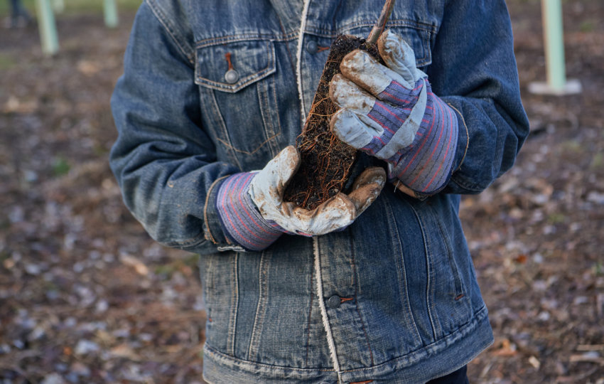 A person in a denim jacket shown from shoulders to waist with gloved hands holds the roots of a small plant.