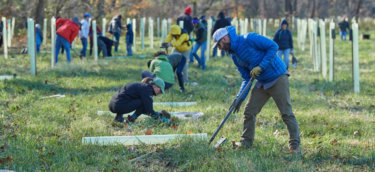 A group of volunteers work to plant trees in a grassy feild.