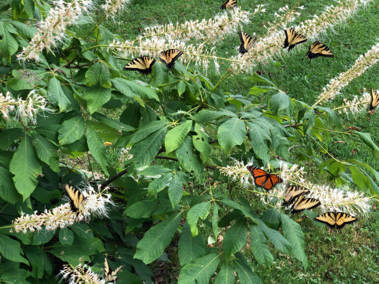 A crowd of butterflies on a bush.