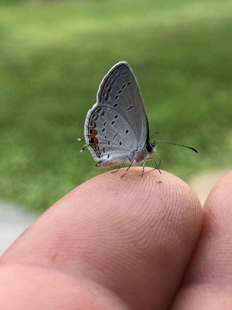Close up of a tiny moth standing on a finger.