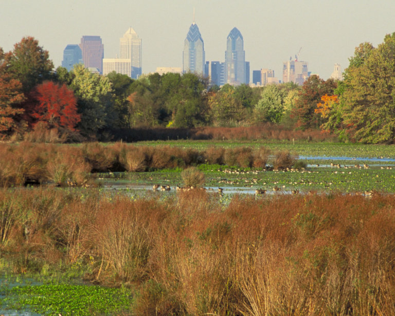 A plant-filled marsh surrounded by green trees with the Philadelphia skyline in the background