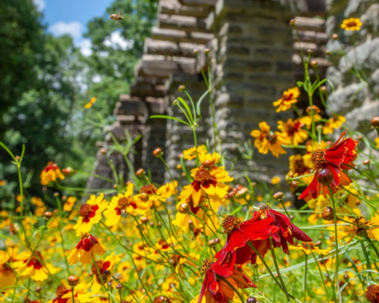 Red and yellow flowers bloom in the sunshine next to a stone structure