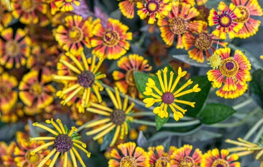 Close up of several red, yellow, and orange flowers