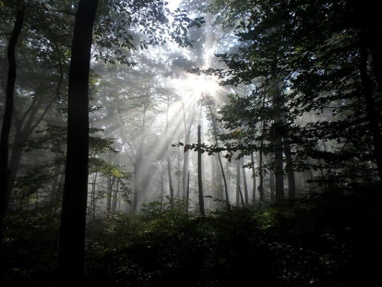 The sun shines through a darkened forest of trees.