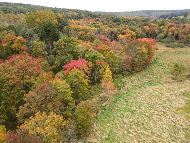Drone photo of a natural landscape with trees turning autumn colors and a grassy area