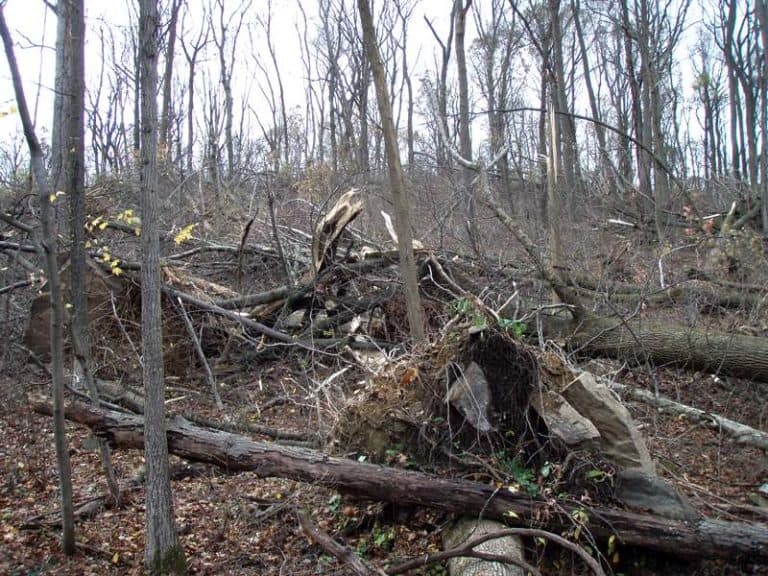 Several downed mature trees laying on the forest with smaller, bare trees around them.
