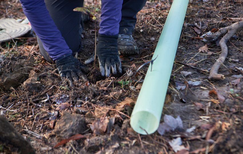 A close up of a person wearing brown pants and and a long sleeve purple shirt planting a tree. Two gloved hands plant a small sapling in the brown earth. A green tree tube lies on the ground.