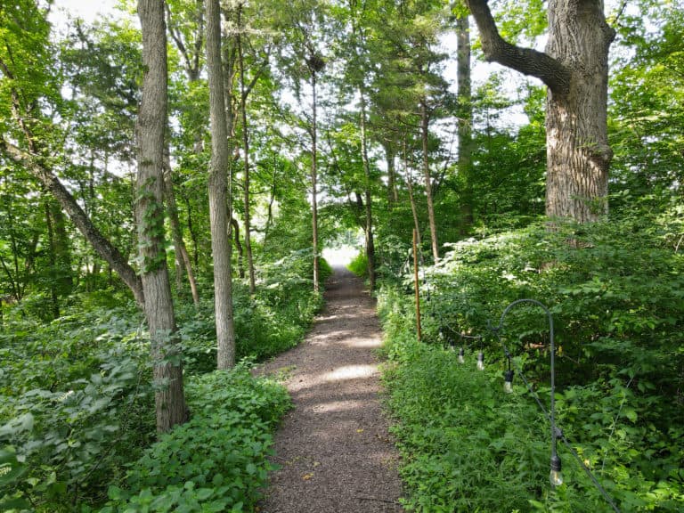 A woodland path with green foliage and trees on either side with a small string of outdoor lights on the right side