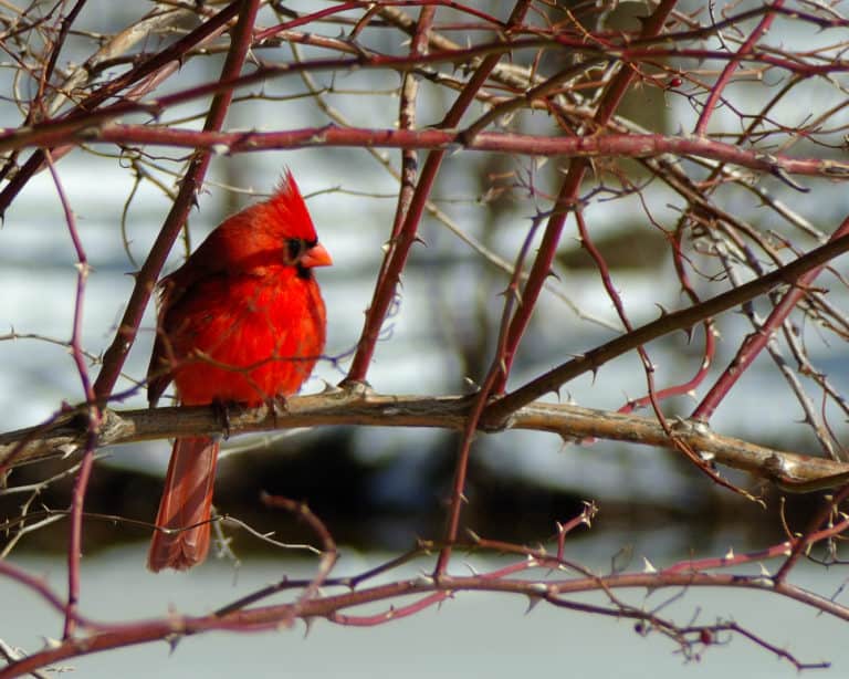 A red cardinal perches on a thorny branch with snow in the background