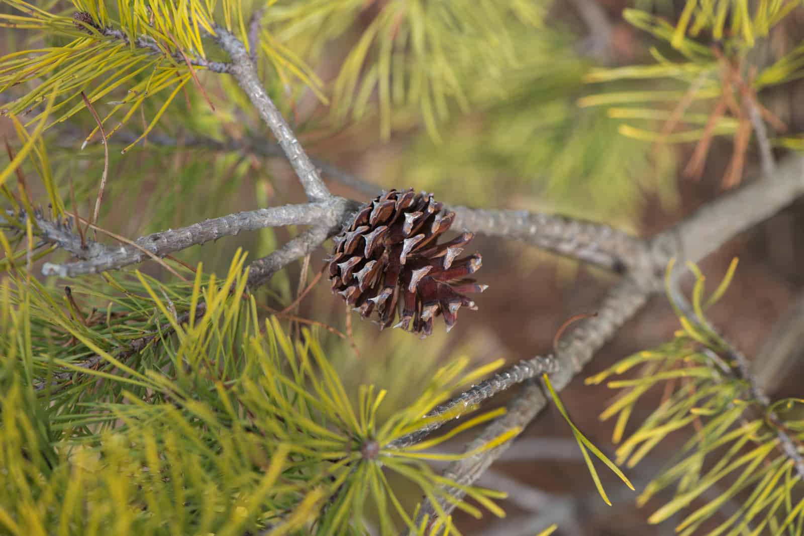 a pinecone in a tree with golden needles